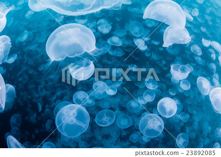 部落的蟎蟲 23892085