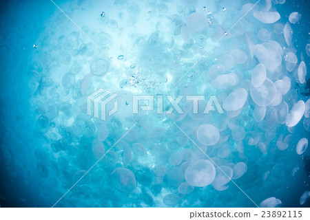 Horde of mites Horde of mites 23892115