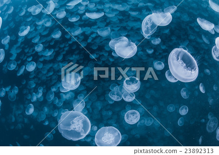 部落的蟎蟲 部落的蟎蟲 23892313