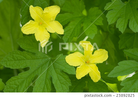 Botanical flowers 23892825