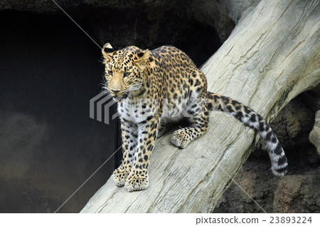 Leopard Leopard 23893224