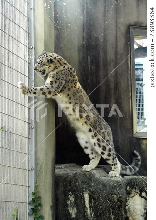 Snow leopard Snow leopard 23893364