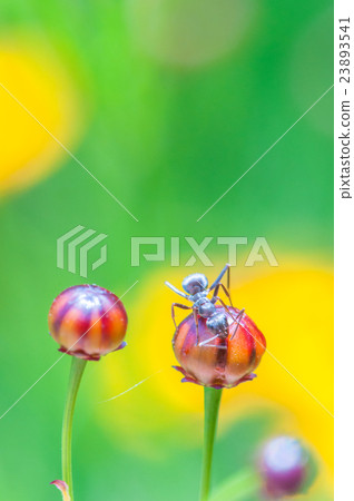 Ant and flower bud 23893541