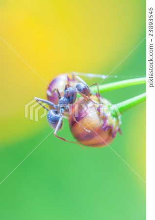 Ant and flower bud 23893546