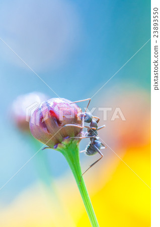 Ant and flower bud Ant and flower bud 23893550