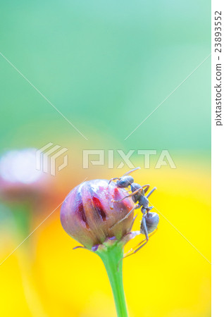 Ant and flower bud 23893552