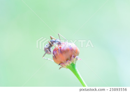 Ant and flower bud 23893556