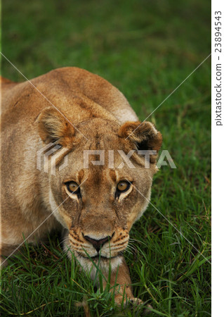 lions lions 23894543