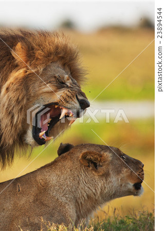 lions 23894544