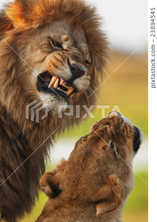 lions lions 23894545