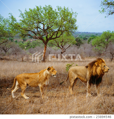 lions lions 23894546