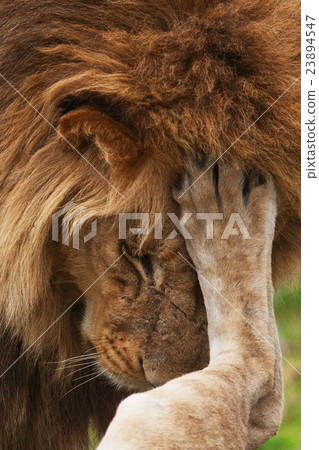 lions lions 23894547