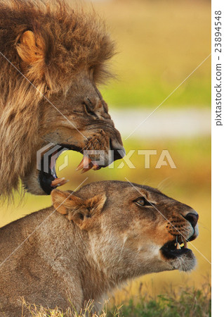 lions lions 23894548