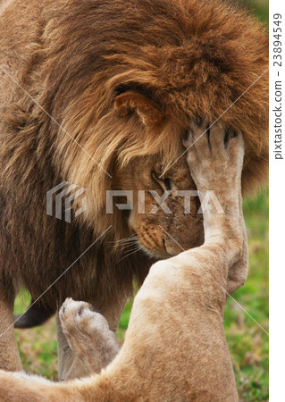 lions lions 23894549
