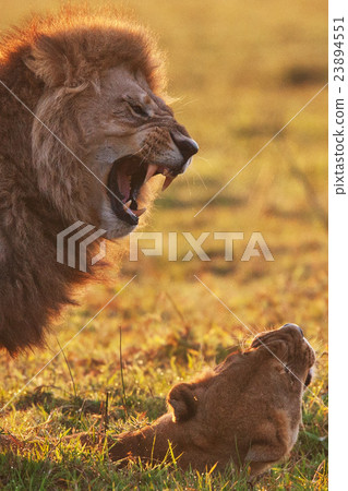 lions lions 23894551