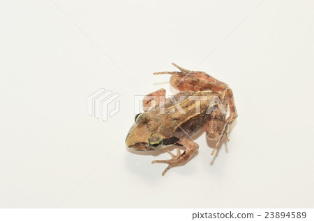 Whitehead frog white background Whitehead frog white background 23894589