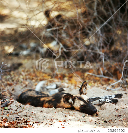wild dog wild dog 23894602