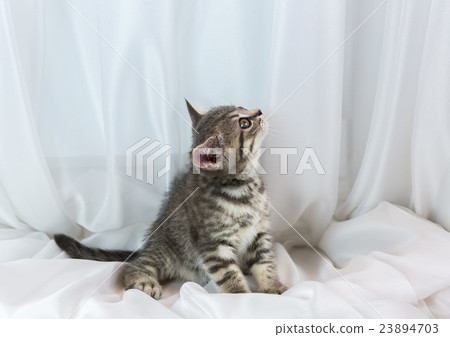 Beautiful little tabby kitten on window sill 23894703