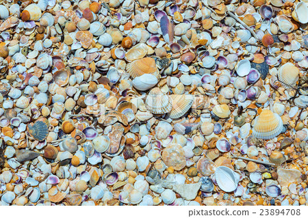 Shell beaches on the Black Sea coast. Shell beaches on the Black Sea coast. 23894708
