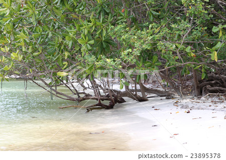 tropical plants and trees on the islands 23895378