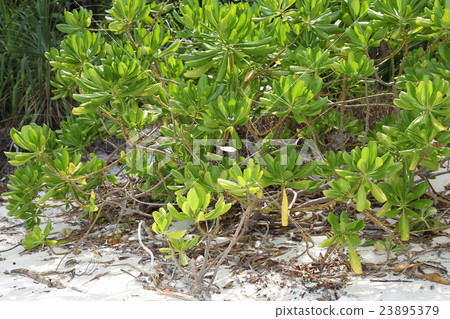 tropical plants and trees on the islands 23895379