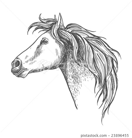 Racehorse head sketch for horse racing design 23896455