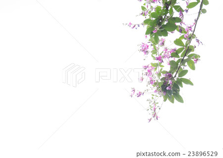 Hagi在京都市左京區長林寺拍攝 23896529