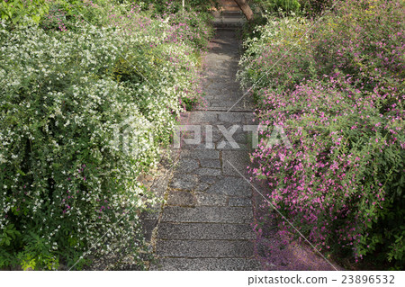 Hagi在京都市左京區長林寺拍攝 23896532