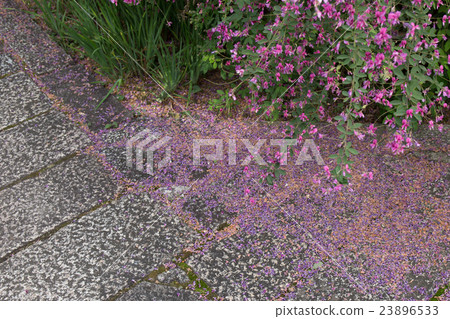 Hagi在京都市左京區長林寺拍攝 23896533