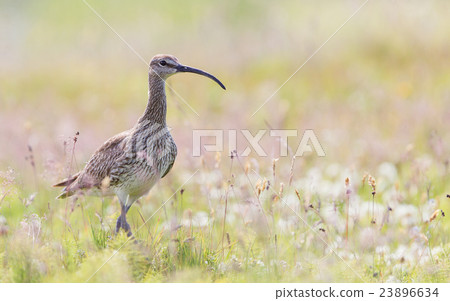 Whimbrel - Iceland Whimbrel - Iceland 23896634
