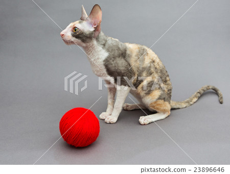 Cat   and ball of wool 23896646