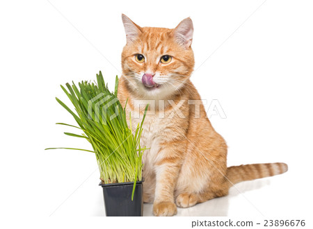 Red cat and green grass Red cat and green grass 23896676