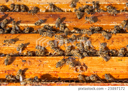 Close up view of the bees swarming on a honeycomb. 23897172