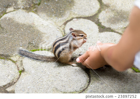 Chipmunk 23897252
