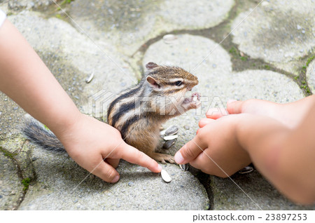 Chipmunk 23897253