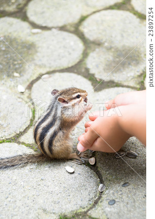 Chipmunk 23897254