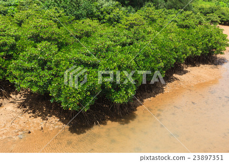 Hirugi forest in Keisatsu Bay 23897351