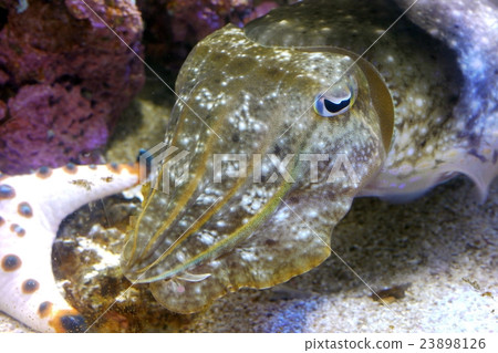 Sepia esculenta Sepia esculenta 23898126