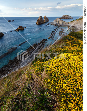 Blossoming Arnia Beach evening coastline landscape 23898838