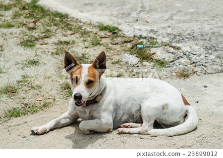 Portrait of jack russel terrier 23899012