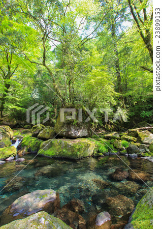 Kikuchi Gorge Kikuchi Gorge 23899153