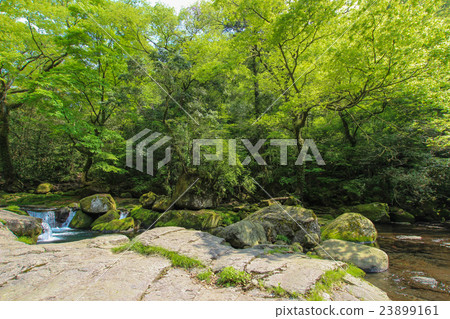 Kikuchi Gorge 23899161