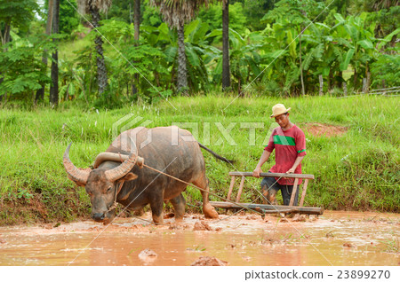farmer and buffalo rice paddy 23899270