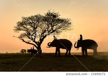 elephant in morning,thailand elephant in morning,thailand 23899272