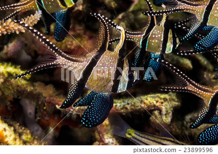 Banggai Cardinal Fish 23899596