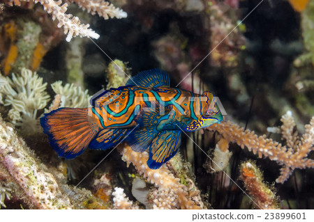 Madarin Fish, Madarin Dragonet 23899601