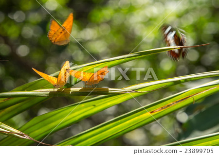 butterfly in nature with bokeh Backgrounds 23899705