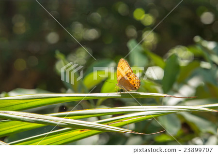 butterfly in nature with bokeh Backgrounds butterfly in nature with bokeh Backgrounds 23899707