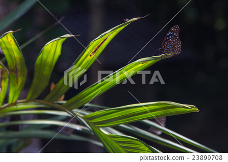 Butterfly Blue Glassy Tiger with bokeh Backgrounds Butterfly Blue Glassy Tiger with bokeh Backgrounds 23899708