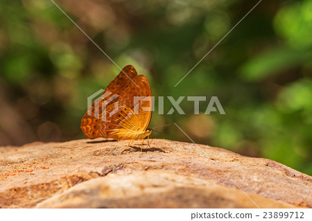 butterfly in nature with bokeh Backgrounds. 23899712